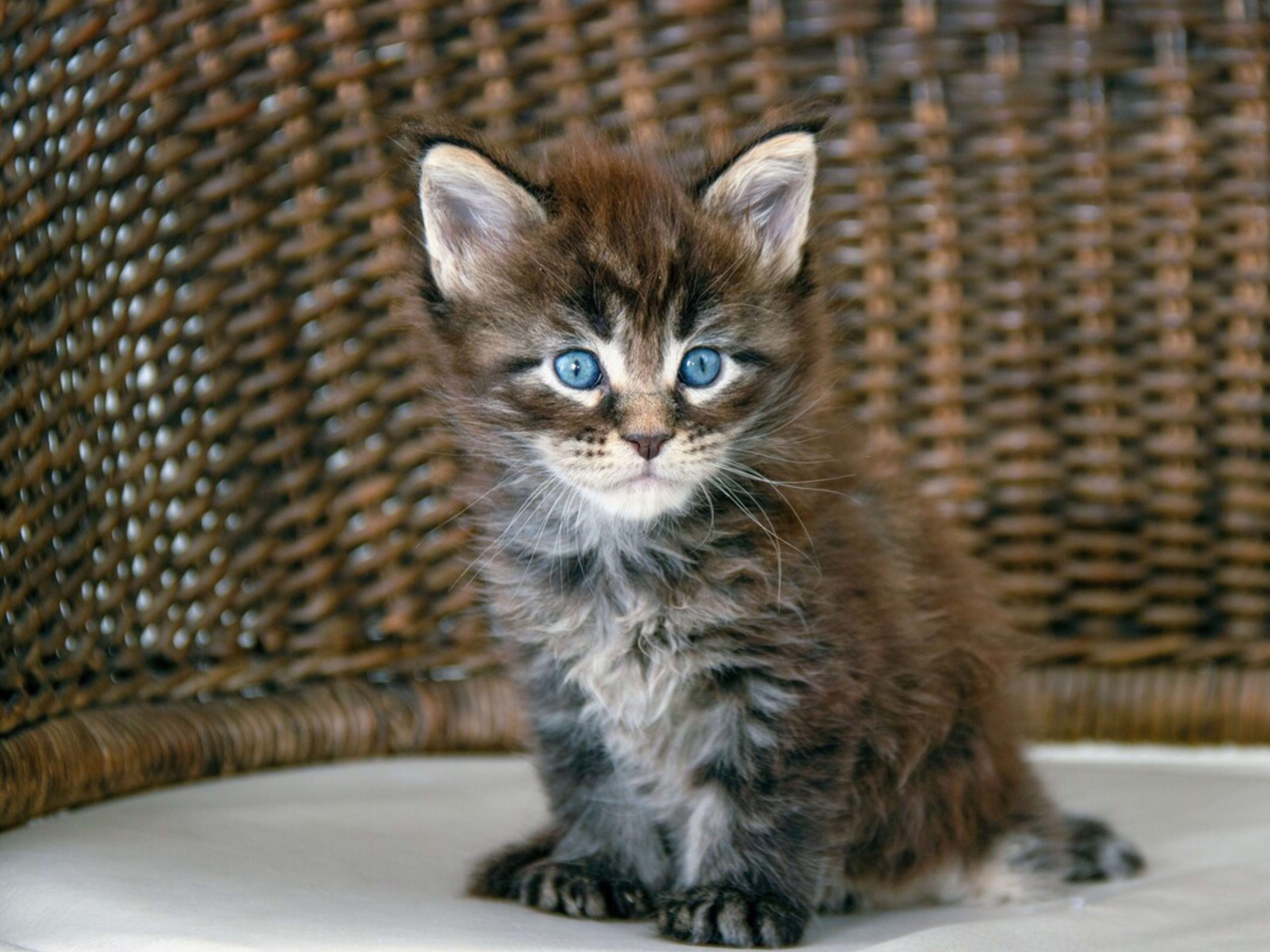 maine coon kittens san Francisco