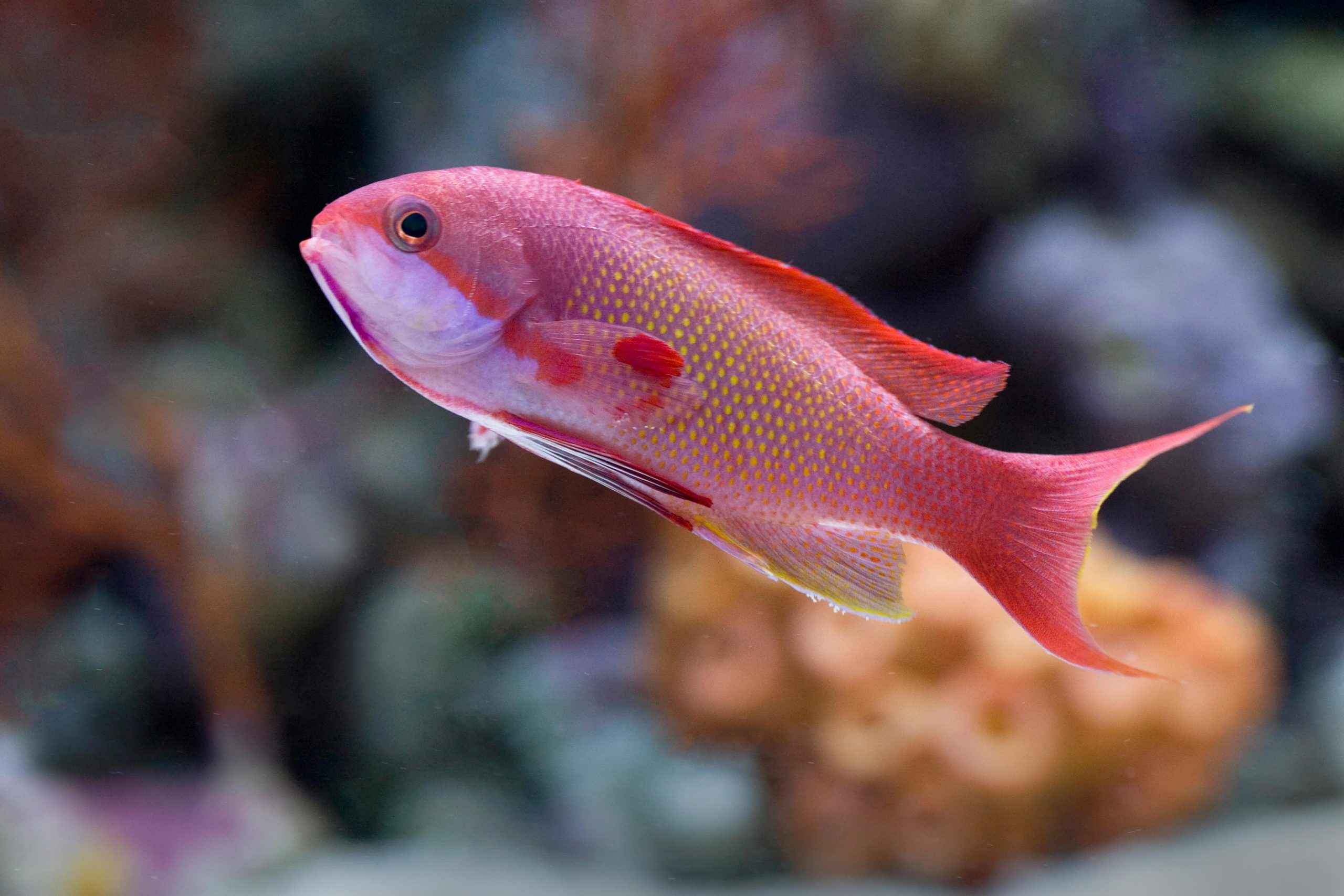 tropical fish for sale