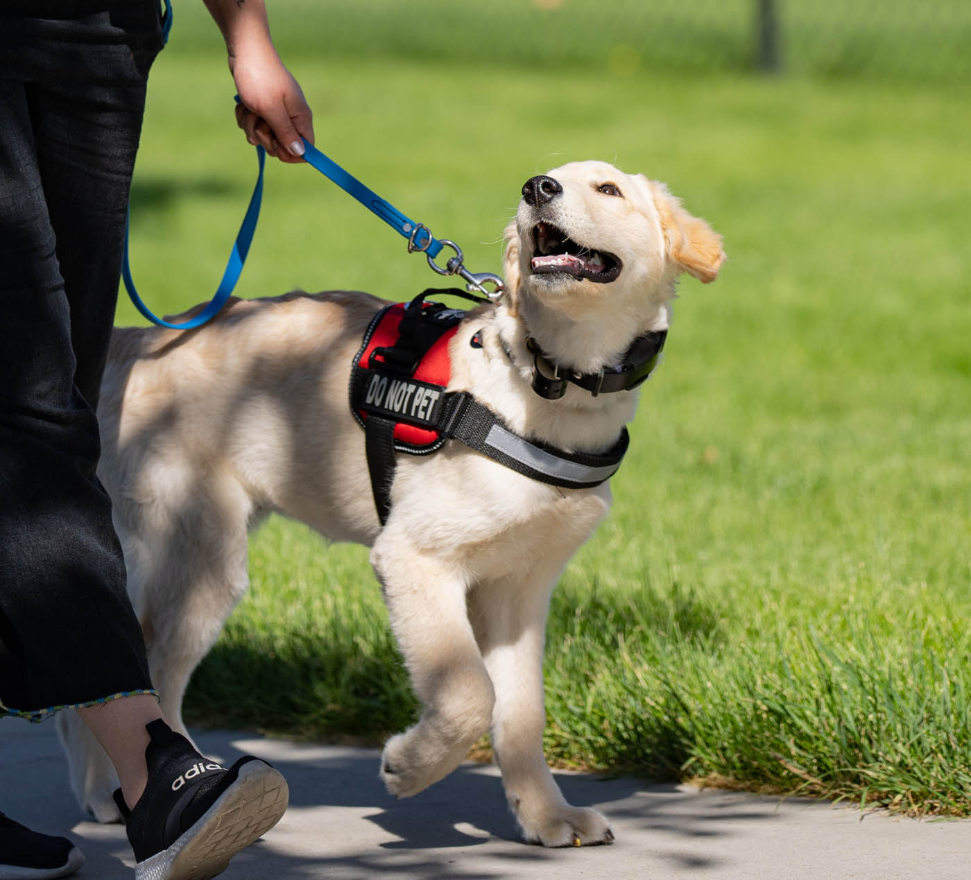 Obedience Training