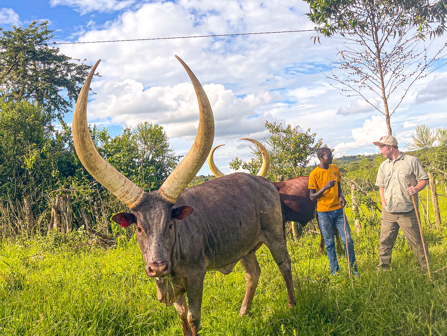 ankole cattle price