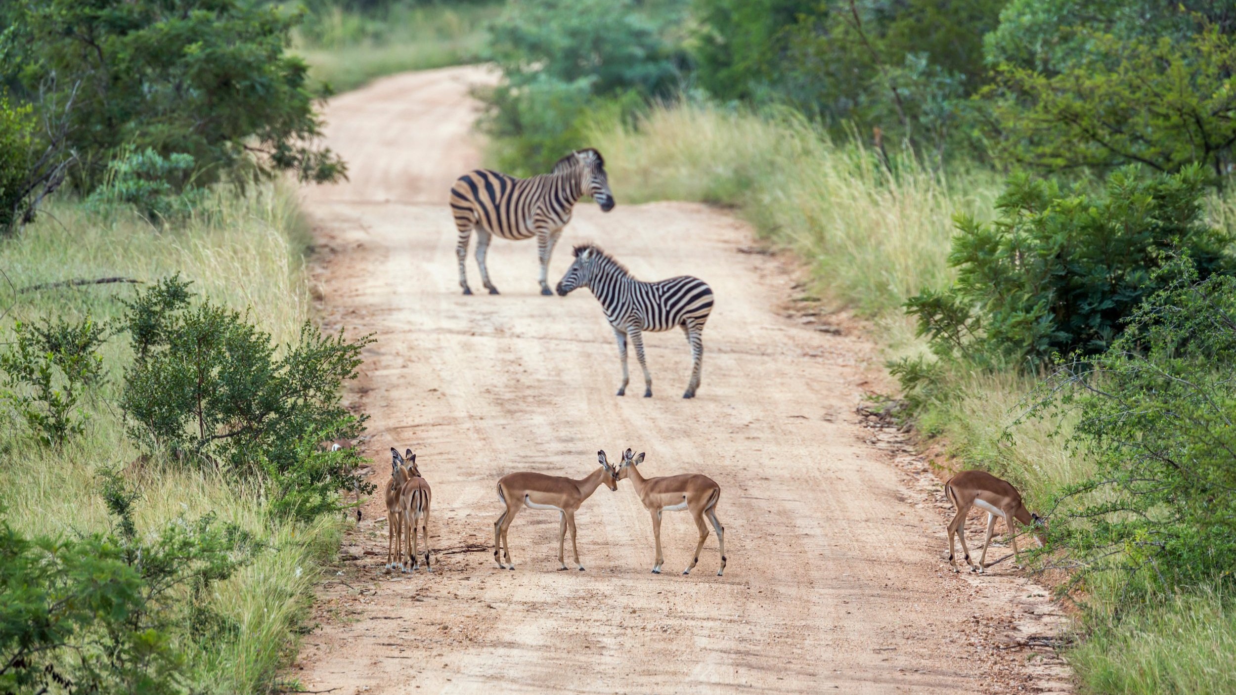 south african national parks vacancies