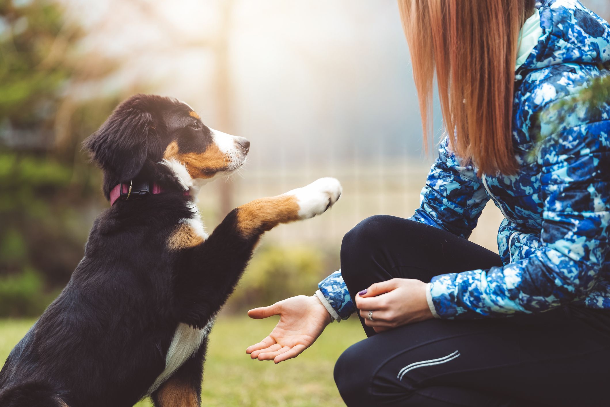 Dog Training Irvine