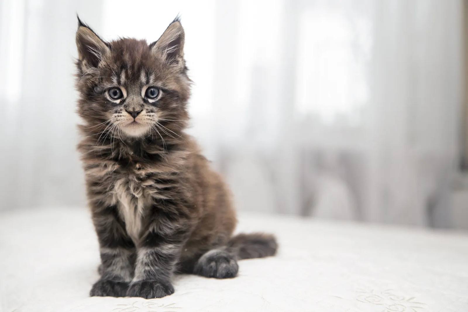 Maine Coon kittens for sale Oakland