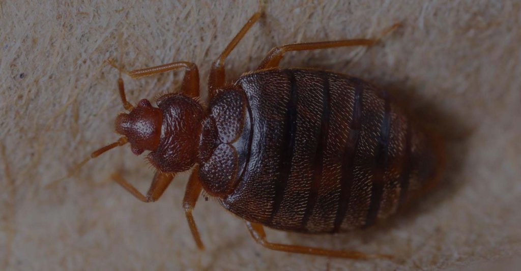 Bed bug services near me