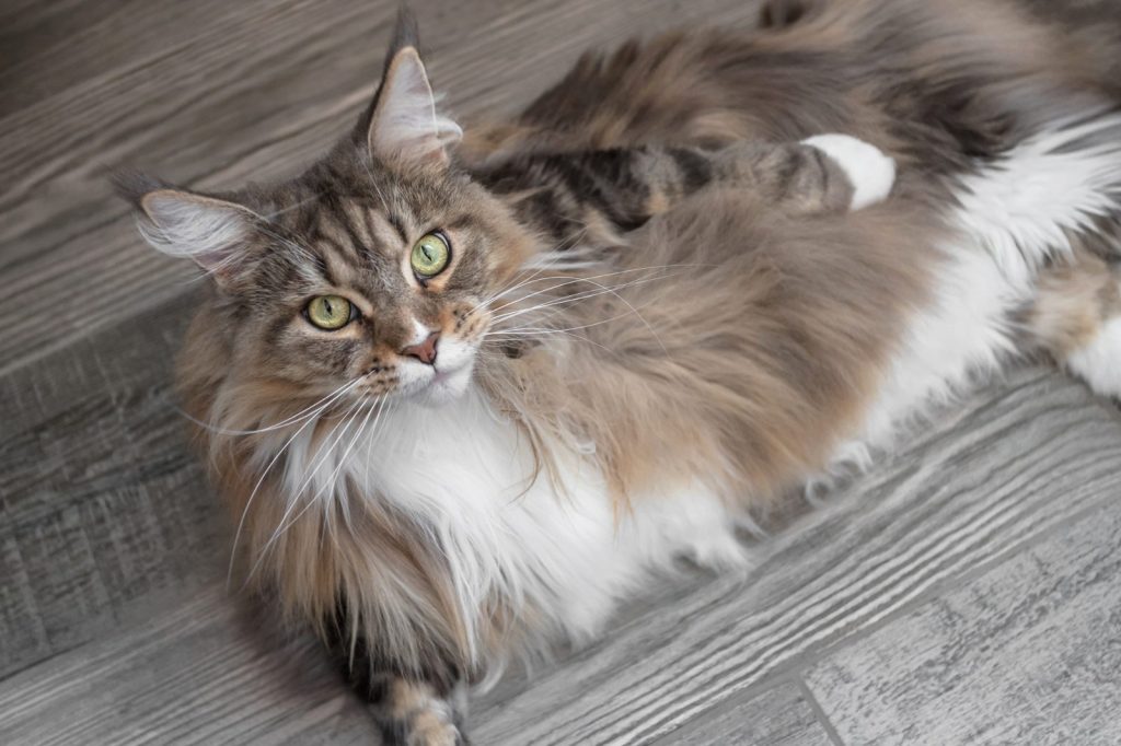 Maine Coon kittens for sale