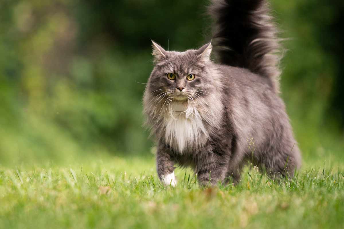 Maine Coon kittens for sale