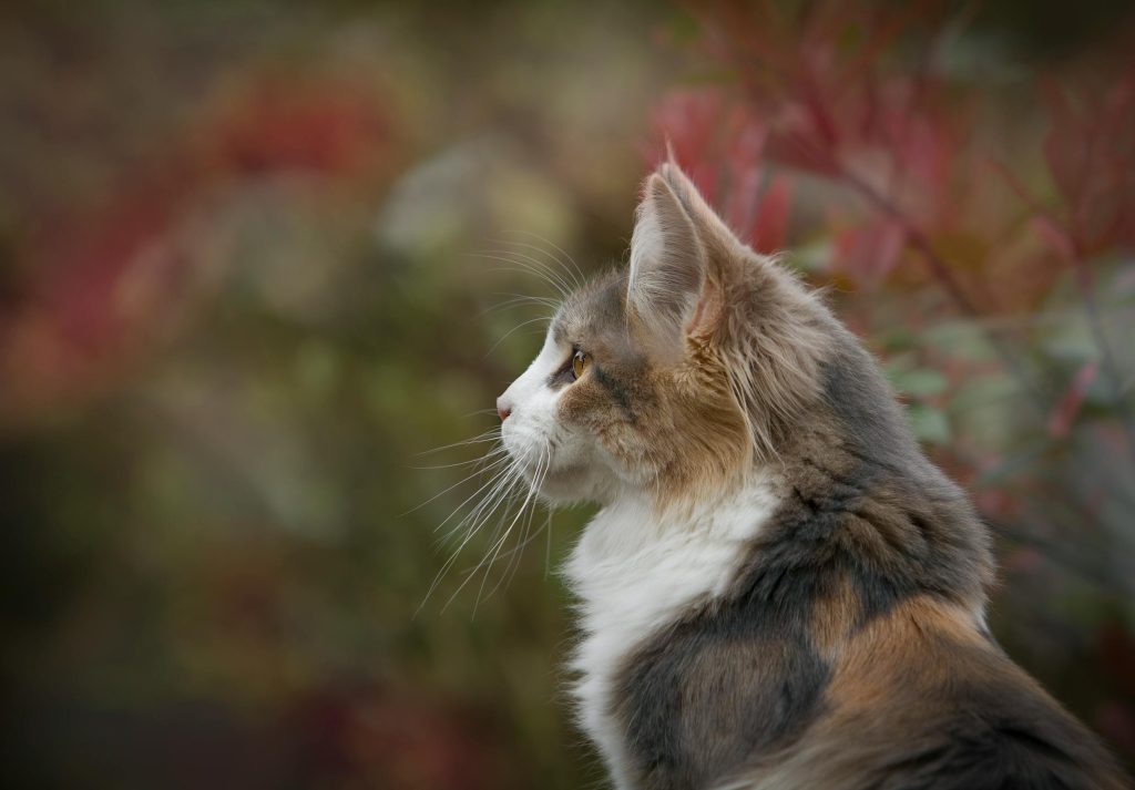 Maine Coon kittens for sale