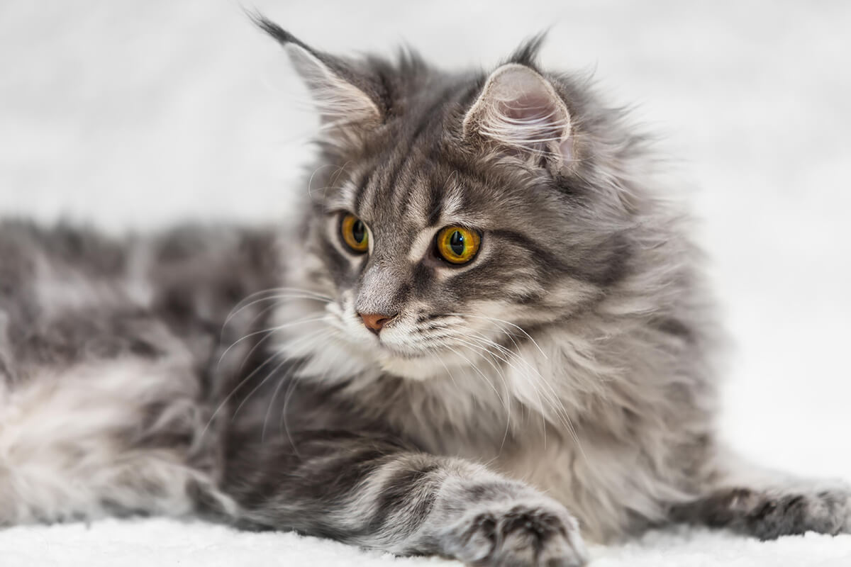 Maine Coon cats for sale