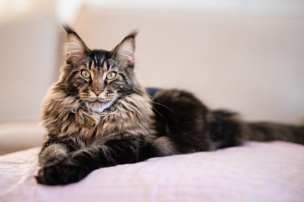 Maine Coon cats for sale